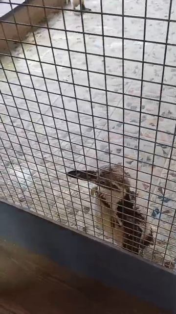Карельский зоопарк