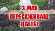 3 мая. Пересадила тюльпаны и нарциссы, красота