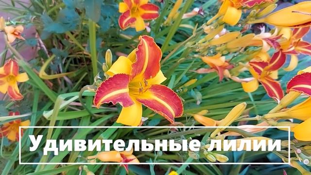 Лилии в полоску. №3 (6)