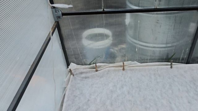 На даче высадила рассаду огурцы, помидоры.