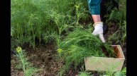 🌿 ВАЖНАЯ ПОДКОРМКА УКРОПА – ЧТОБЫ РОС ПЫШНЫМ И НЕ ЖЕЛТЕЛ! Секреты густой зелени