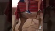 Верблюда жалко.
