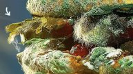 ЧТО СЛУЧИЛОСЬ С ЕДОЙ ИЗ МАКДОНАЛДС ЗА 2 ГОДА