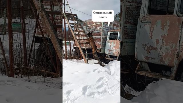 Обыск транспорта