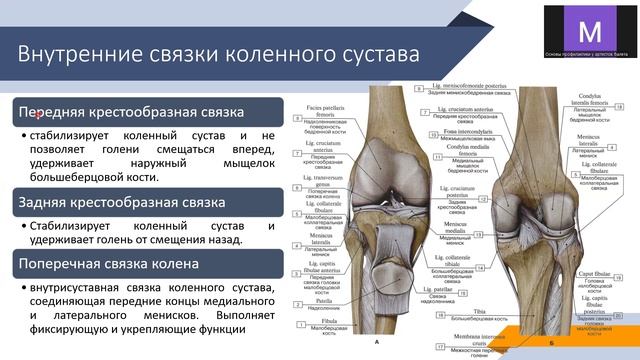 Анатомия КС