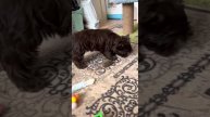 Каприз Души Джозефина ( продается)