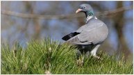 💞Когда тебя не слышат не кричи.💞 /Пробуждение ВЕСНЫ / Мир Природы.💞.The Natural World /Bayern/