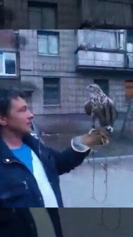 Ренат и сокол балобан МиГ