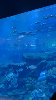 Dubai Mall #дубай #dubai #отдыхвдубае #оаэ #эмираты #путешествия #travel #jbr #dubaimall #дубаймолл