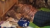 Садовая работа, про кота, природу.