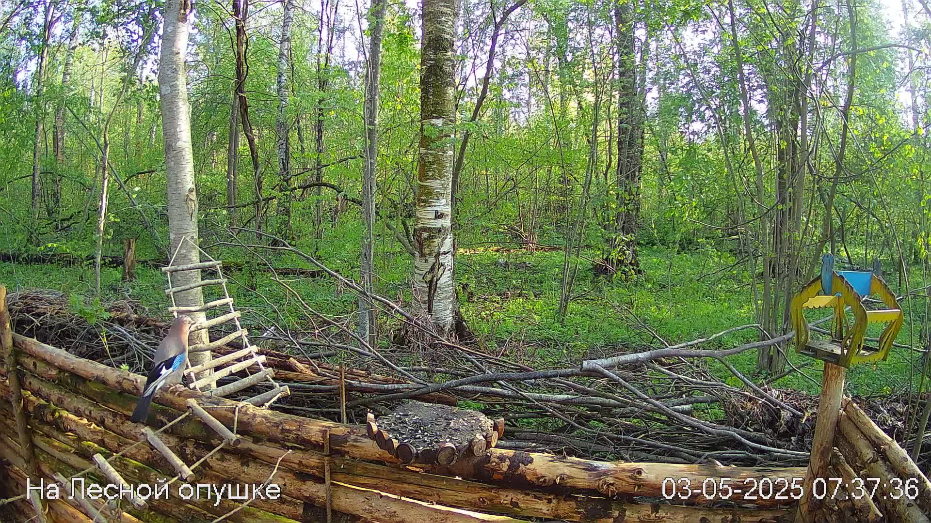 Весений лес онлайн   #Relaxing #природа #звуки леса #птицы  #погода