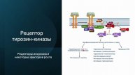 Курс Современной Патологии. Клетка как единица здоровья и болезни. Часть 4. Активация клетки.