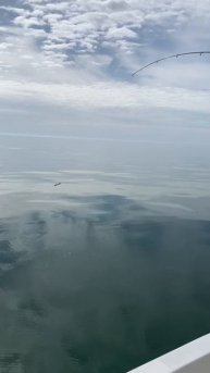 Ставридка в Адлере.