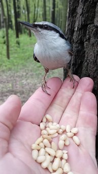 Знакомый поползень