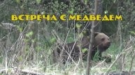 встреча с медведем