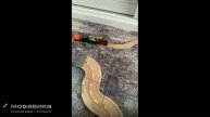 Новый проект