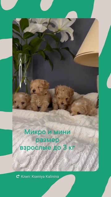 1000257632.mp4