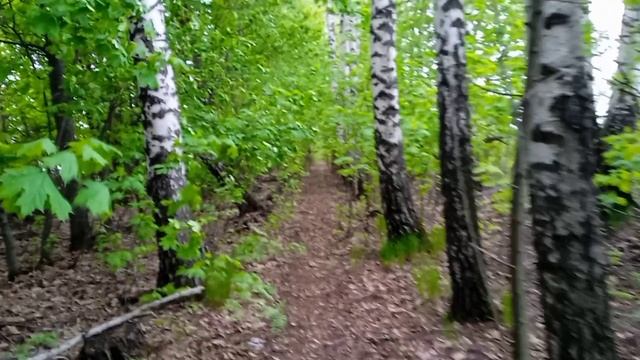 хотели купить цыплят, но передумали