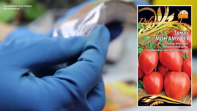 Сеем томаты на рассаду правильно. 🍅 Эти помидоры завалят урожаем