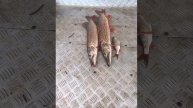 уловы рыбаков в Рыбин Гуде