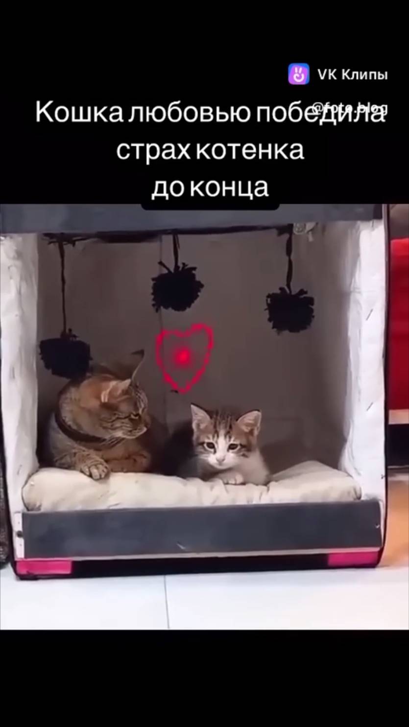 Победили страх бездомного Котенка