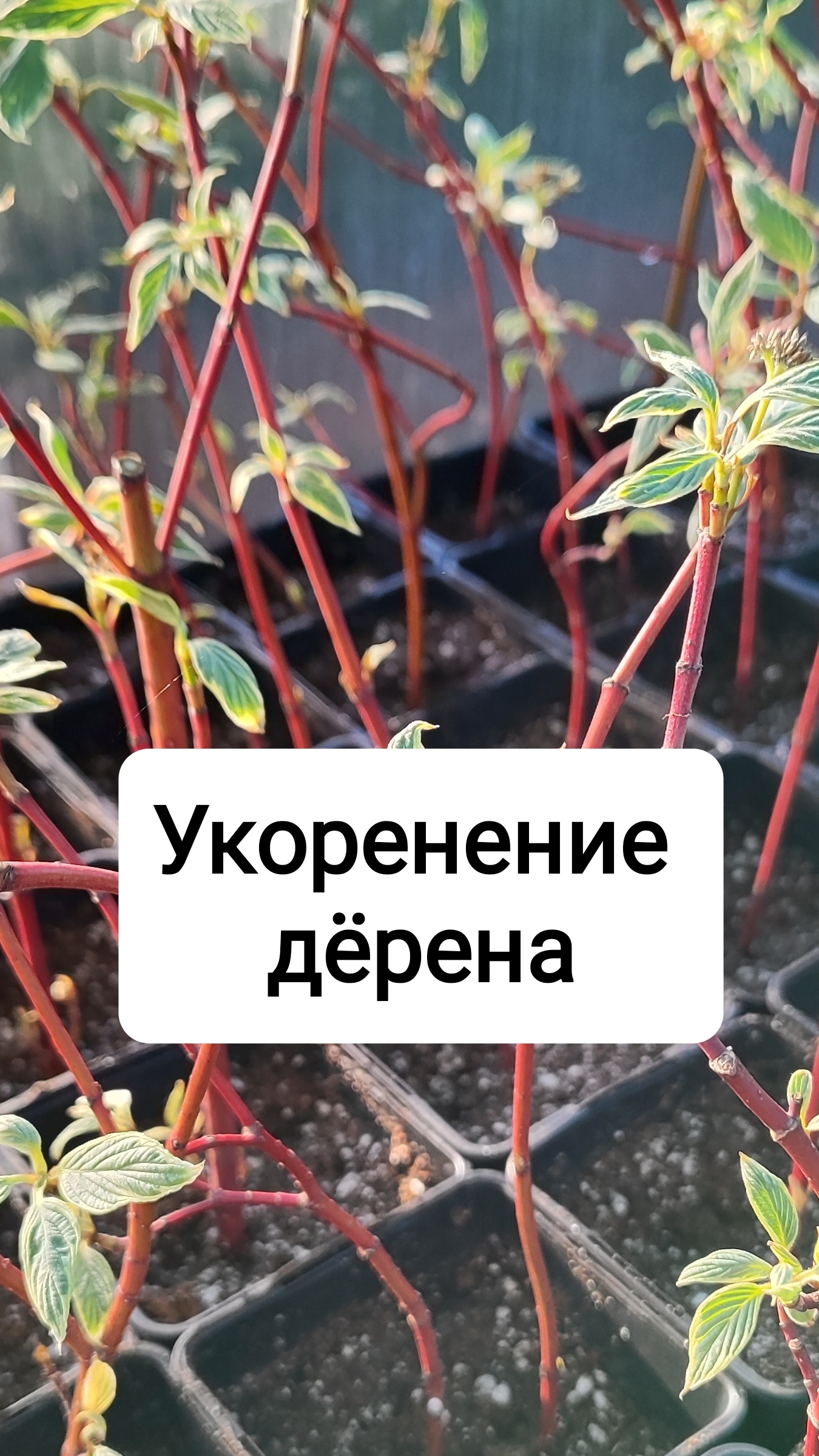 Укореняю дëрен Элегантиссимо
