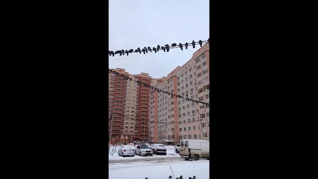 Гирлянда из голубей :)