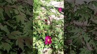 Цветение и красота