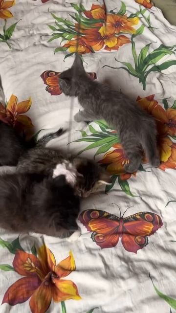 котята в дар