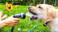 Самая смешная подборка видео с домашними животными 😹🐶