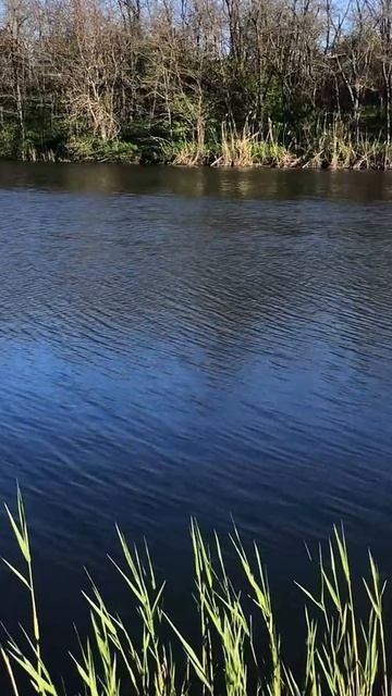 Красносельское. Река Кочеты. #shorts #рыбалканафидер #fish #fishing #отдых #рыбалка
