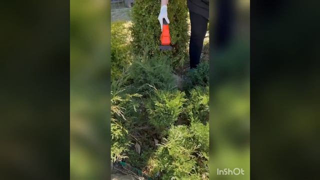 Стригу Можжевельник казацкий N2,ГАЛИСАД ЧЕРЕПОВЕЦ