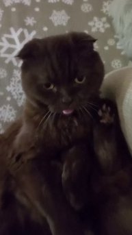 Кушать хочу ,но лень😜😺😻😂смешныекоты#юмор