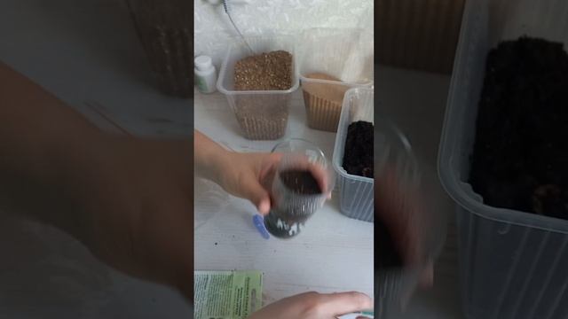 Ковыль Волосы ангела