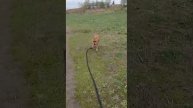 Испанец # Шереметьевский приют