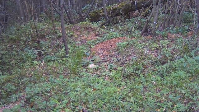 Куница, видео с фотоловушки от А.Большакова