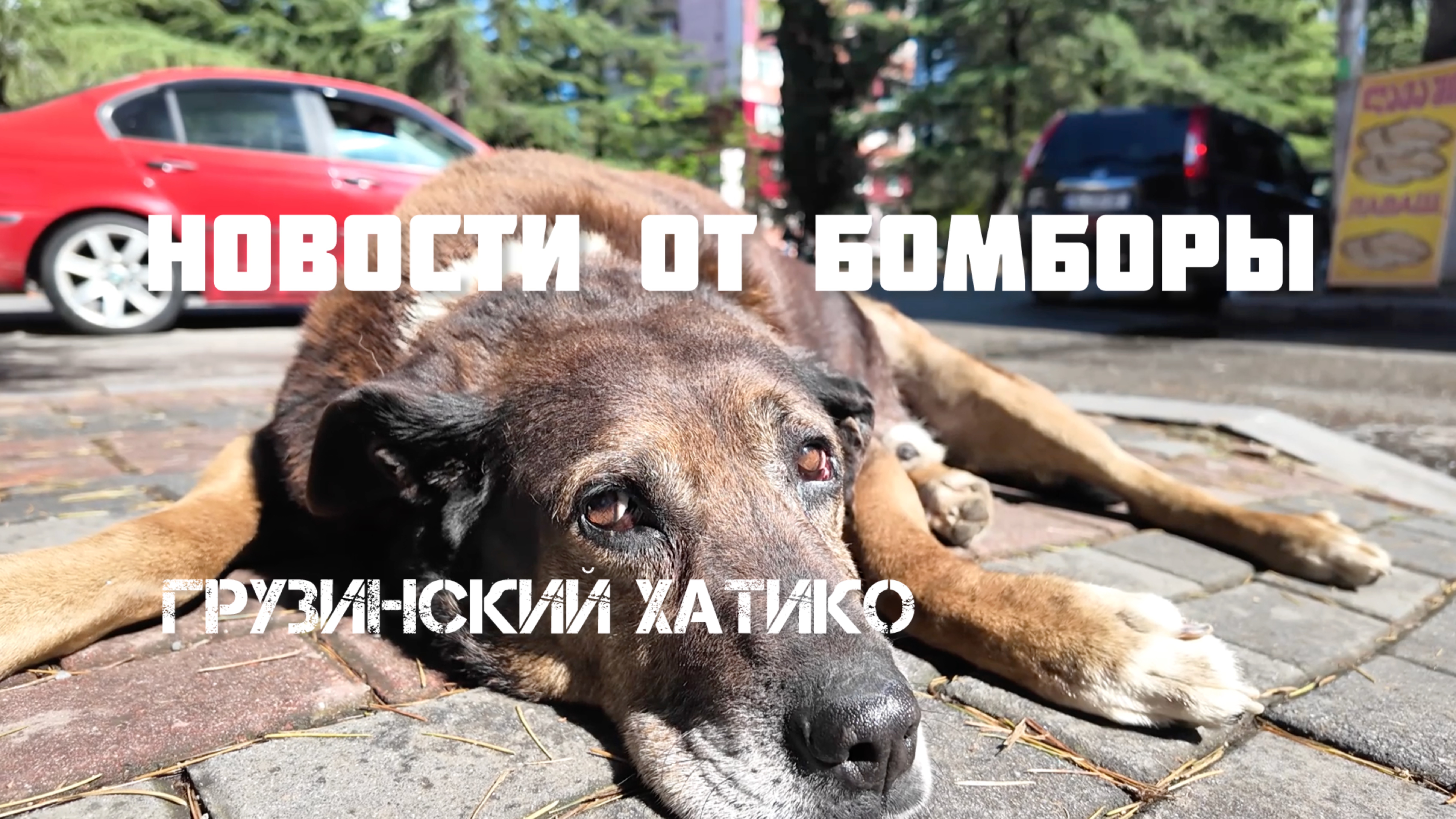 Грузинский Хатико. Новости от собаки Бомборы, оставшейся без хозяина. Комментарий от зооволонтёра
