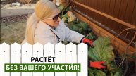 Посадите ЭТО растение в своем саду! Как вырастить идеальный куст Бадана в своем саду