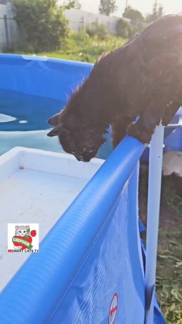 Чернуха на море 🌞🌊🐈⬛