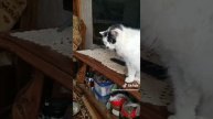 Как кошка с собакой... Это про них...)))