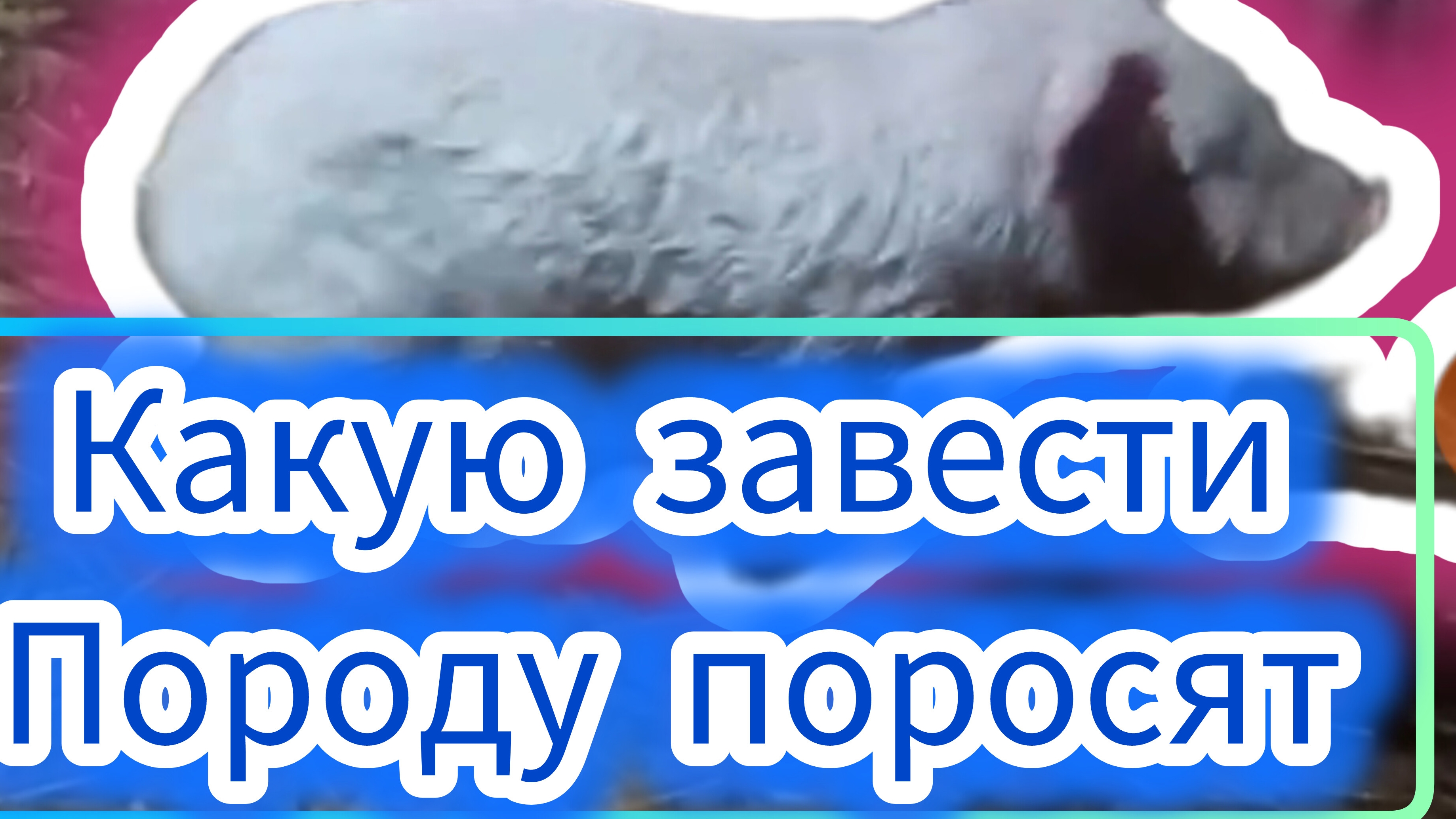 Поросёнок
