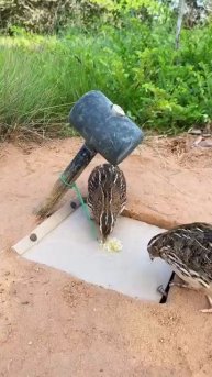 Amazing New Quail Trap ⧸ DIY Bird Trap #shorts