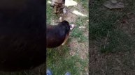 СОБАКИ РУГАЮТСЯ ИЗ ЗА ЕДЫ!