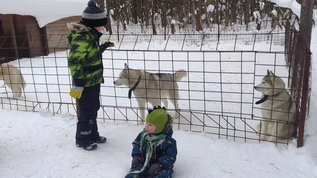 лесной ключ 2024