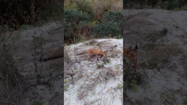 ZORRO EN LA PLAYA