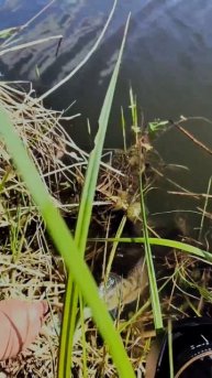 НА ЭТО СУДАКИ, клюют даже днем 🐠