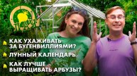 Необычные сорта тюльпанов | Как лучше выращивать арбузы? | Выгонка луковичных растений. Дача