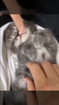 спи сладкий котёночек