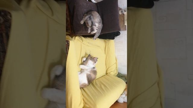 VID_20241215_231335.mp4