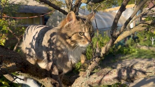 Кот Марсик на дереве